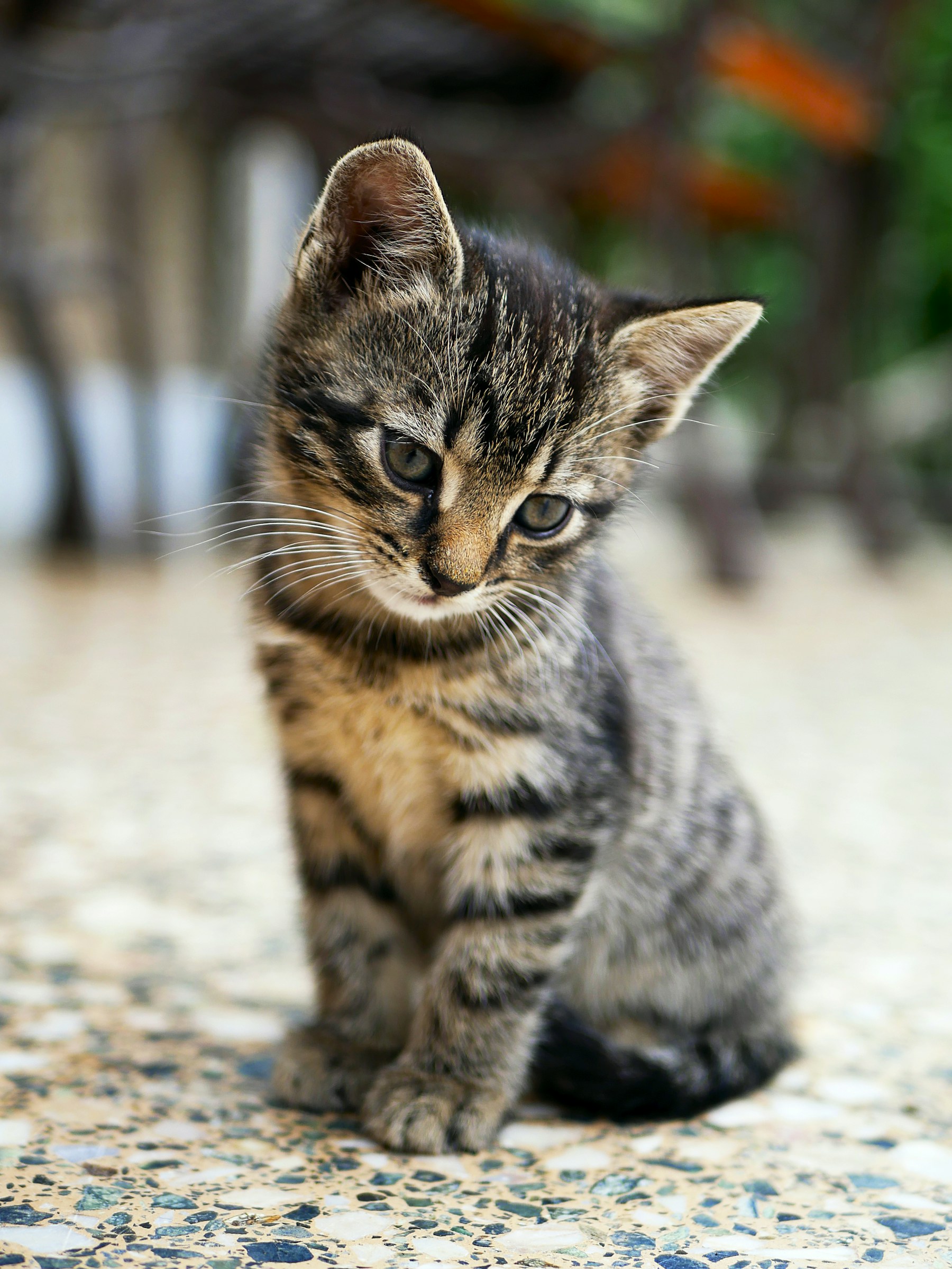 A beloved companion remembered with care