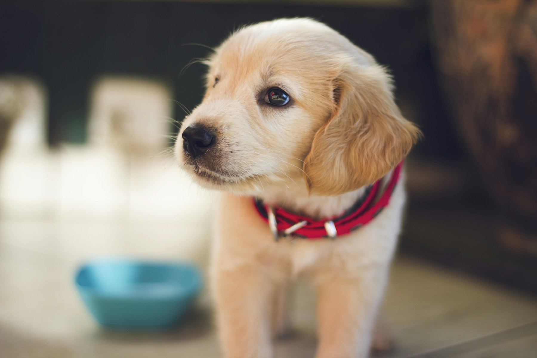 A beloved pet in a peaceful setting